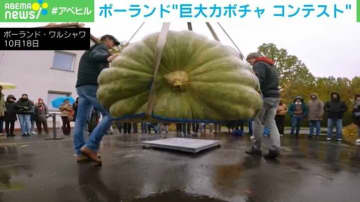 優勝は驚異の546kg！“巨大カボチャ”コンテスト 白やオレンジ、さまざまな品種が並ぶ ポーランド
