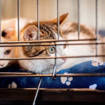猫の『譲渡会』に参加するときに必要なマナー3つ　譲渡までの手順から里親に欠かせない心得まで