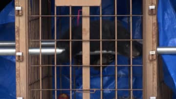 事務所の車庫に20時間とどまった子グマをわなで捕獲　人的被害なし　子グマは山林に放される　岩手・奥州市