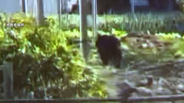 クマ目撃相次ぐ中オリにかかった1頭駆除も翌日未明に別のクマ1頭が住宅街に…長野・飯田市「屋外にごみや食べ物置かない」注意呼びかけ