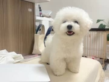 「全身使って怒る」ワンちゃんの“激おこ”にSNSメロメロ⇒「地団駄踏んでる」「下手っぴでかわいい」