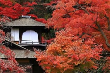 横浜・三溪園”紅葉の名所”聴秋閣の古建築×庭園、イチョウやモミジが輝く遊歩道