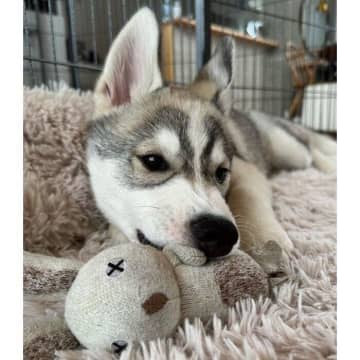 「ぬいぐるみのうさぎさん」が大好きなハスキー子犬　1年経っても変わらず大切にする姿が尊い！
