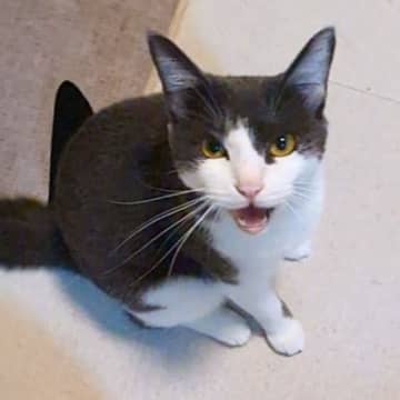 お留守番していた猫→飼い主さんが帰ってくると…『文句が止まらない光景』に「愛が感じられて涙」「ずっと待ってたんだろうねぇ」と反響