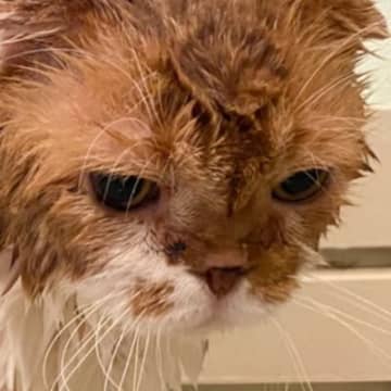 寝ているところ突然『お風呂』に連れていかれて…猫が見せた『感情ダダ漏れな表情』に２万いいね「なんちゅー顔ｗ」「かぁわぁいーｗ」