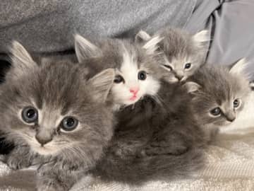 高橋克典、愛猫に“弟”候補!?「もう１匹弟が来るかも」