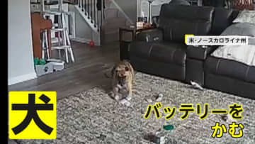 モバイルバッテリー発火の原因は…飼い犬がかんでいた　消防署員の犬が“大失態”　アメリカ・ノースカロライナ州