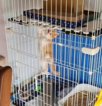 ケージをよじ登っていた生後2カ月の子猫→3年後、体が大きく成長しても「顔はまだまだ幼い」のが愛おしい！