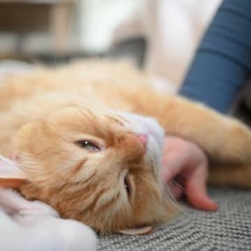 猫が『愛情不足』に陥っているサイン5つ　見逃せない行動やスキンシップのコツを解説