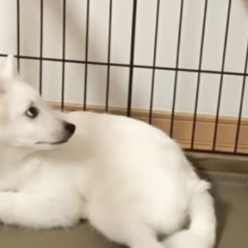 ネコが子犬を遊びに誘おうとして…犬を困惑させた『衝撃の行動』が115万再生「なにしとるねんって思ってそうｗ」「声出たｗ」と爆笑する人が続出