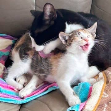 迎え入れ初日は“イカ耳”で威嚇していたミケの保護猫→先住猫に毛づくろいされる表情の変化にキュン