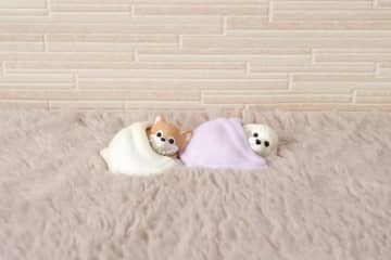 ガチャ「ぽかぽかわんこ」11月上旬発売。ふわふわの毛布にくるまったトイプードルとチワワがかわいい！