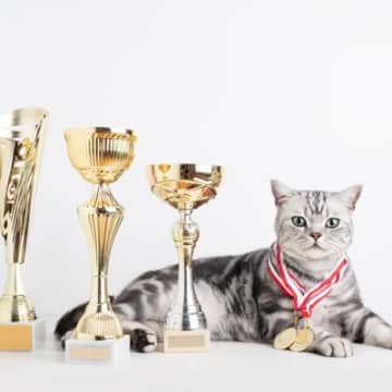 「血統書がなくても、すばらしい飼い猫」　10歳の猫が米国で賞を受賞　マレーシア