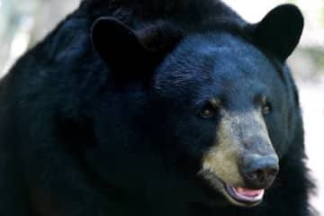 子どもがゴミ出しをした直後…。ご近所さんが撮影したクマの映像に住民「心臓がドキッとしました」