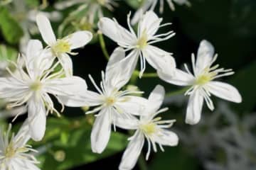 10月22日の花とは？【366日の誕生花と幸せの花言葉】