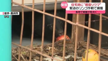 岩手で“リンゴ作戦”子グマ捕獲、緊迫の瞬間は…　秋田では20日から籠城も　各地で“居座りクマ”