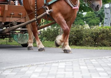 馬車馬の要諦