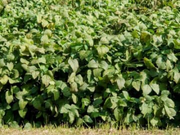 【食育体験におすすめ】竜王産の「丹波黒枝豆」を自分で収穫！竜王町で週末限定の枝豆狩り体験がスタート！※要予約