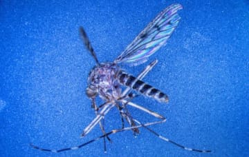 アイスランドで野生の蚊を初確認、定着するかは見通せず