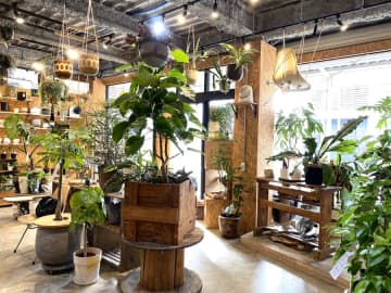 【流山】江戸川台の「トウタスプランツ」で観葉植物のお気に入りをミッケ！