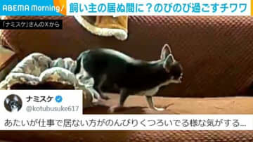 この姿は夏季限定！留守番中のチワワが「やっと1人だー！」と“リラックス”する様子に「ドスンって寝るのかわいい」「うちの犬も同じ」などの反響