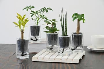 大注目のインテリアグリーン、炭の樹が高輪地区まつりで初展示・限定販売！