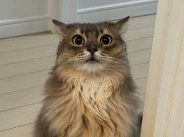 “ドン引き”しつつもそばにいたい!?　ドライヤー中の飼い主を見つめる猫の愛情が深すぎた