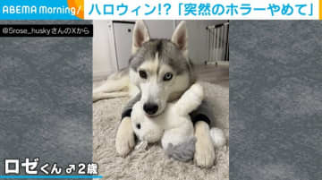 ブルーの瞳を持つハスキーが突然“ホラーな表情”でフリーズ！休憩中に見せた姿に飼い主爆笑