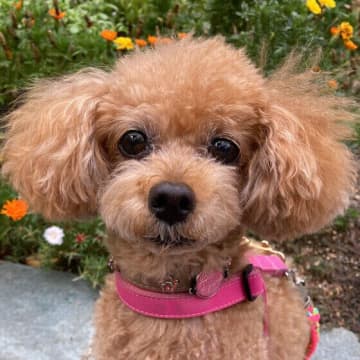シニア犬で気をつけたい『行動の変化』と『老化のサイン』　気をつけたいポイントとは