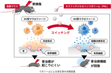 加齢で衰えた骨治癒機能を回復