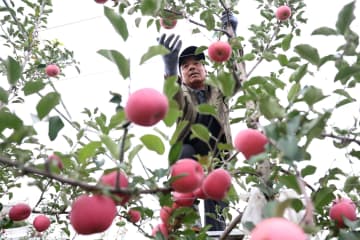リンゴ栽培、20万人支える重点産業に　中国甘粛省礼県
