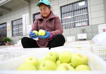 地元に富をもたらすリンゴ、収穫最盛期　中国陝西省白水県