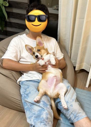 抱っこ時に“ヘソ天”する生後5カ月のコーギー子犬が、約2年後には甘えん坊で“パパ大好き度マシマシ”に成長！今では「家族の中心」に