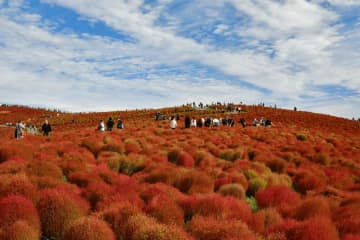 秋のツーリング目的地に！茨城県・ひたち海浜公園に約4万本のコキア紅葉が見頃