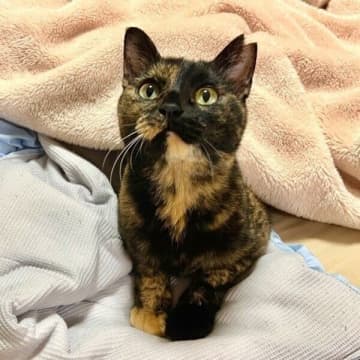 「ここが自分のベッド」と先回り！　飼い主を待つ元野良猫の“安心しきった表情”が愛おしい