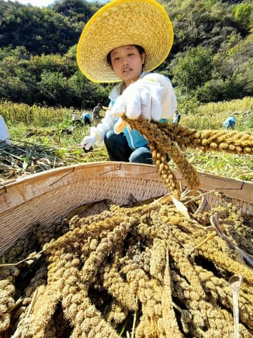 北京市西部の農村で秋の収穫祭　村民と大学生が協力