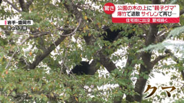 住宅街に“親子グマ”爆竹・サイレン使用も…　秋田では初の緊急銃猟　各地で連日クマ出没
