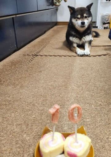 お迎え当初は警戒心でいっぱいだった元保護犬→今では表情も柔らかく感情を出せるまでに成長！「マイペースでツンデレ」な姿に癒される