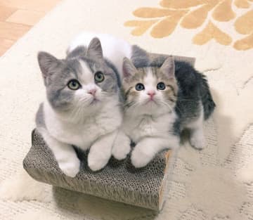先住猫を亡くし落ち込むなか“家族の提案”で子猫をお迎え→ともに過ごすうちに心癒やされ「今では感謝している」