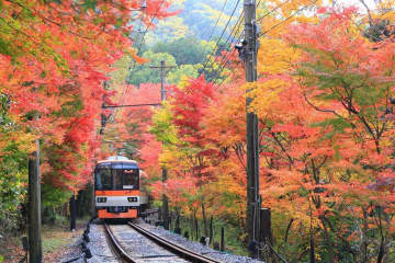 叡山電鉄「もみじのトンネル」貴船・鞍馬までの電車で楽しむ紅葉の絶景、夜はライトアップも