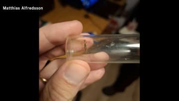 北欧アイスランドで初めて「蚊」発見　貨物と共に流入か　温暖化や物流増で新たな昆虫の増加も