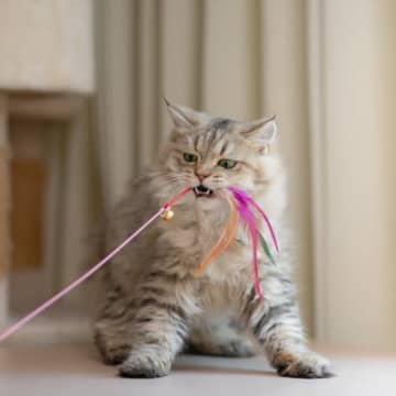 猫と遊ぶときに覚えておきたい3つのルール　適切なタイミングや時間、愛猫を喜ばせるコツまで