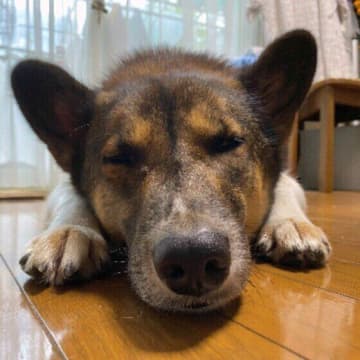 体の機能が低下している可能性も！　秋に出やすい犬の未病とケア方法