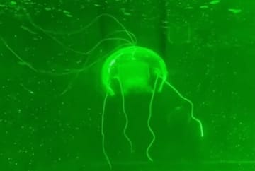 中国西北工業大、クラゲ型ロボット「水中の幽霊」の開発に成功