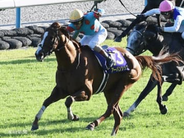 【菊花賞】直近5年は苦戦気味の①人気より信頼が高いのは！？過去10年の傾向から見る人気と配当
