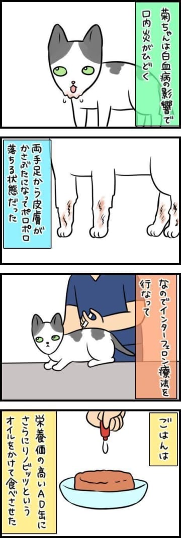 驚くべき回復！栄養と治療で見違えるほど元気になった奇跡【連載】もふもふスコたん#359
