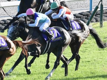 【菊花賞】条件戦からの参戦も侮れず！特に注意したいステップは！？ステップレースから見る過去10年の傾向