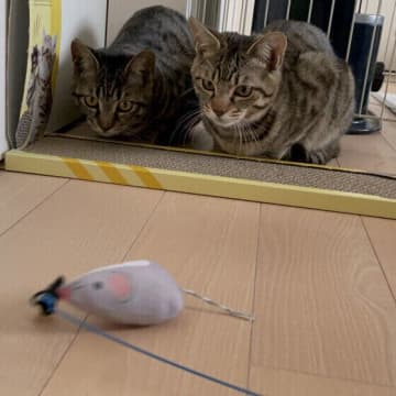 猫が飼い主におなかを見せたら「遊んで」のサイン？　猫が不意に見せるかわいいしぐさの意味を専門家が解説