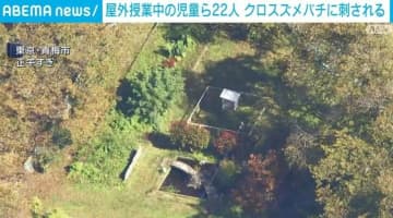 小1児童・教師22人がクロスズメバチに刺される  東京・青梅市