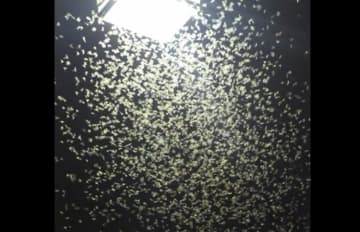 真夏に「雪」が降った？仙台の夜を覆った“白い群れ”の正体は「カゲロウ」道路が真っ白・スリップ事故やアレルギーの危険性があるも「大量発生の原因は不明」